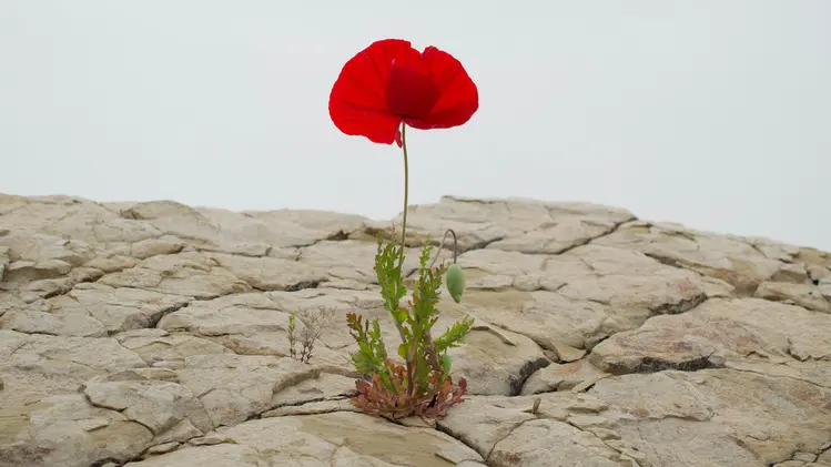 Foto von Levi Meir Clancy auf Unsplash