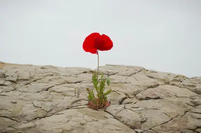 Foto von Levi Meir Clancy auf Unsplash